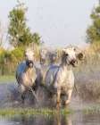 Provence-Alpes-Cote dAzur-France Horses running through the marshes in the Camargue Art Print